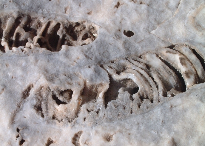 Impronte di fossili